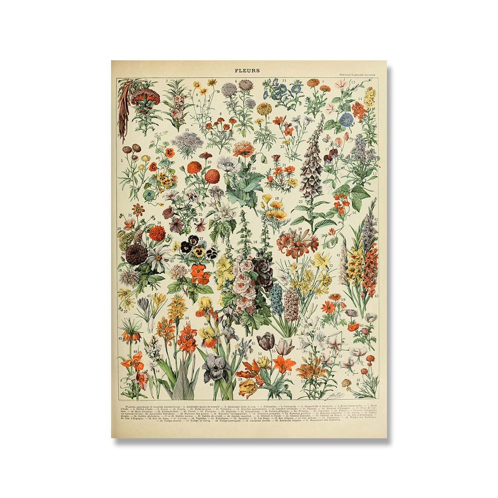Hom & Ember – Vintage Botanical Prints Collection - Hom & Ember