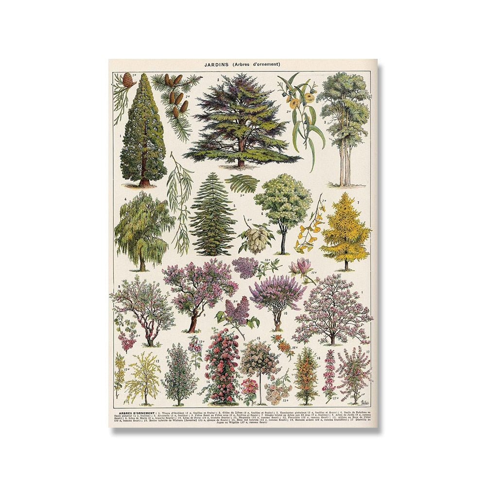 Hom & Ember – Vintage Botanical Prints Collection - Hom & Ember