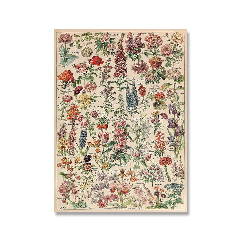Hom & Ember – Vintage Botanical Prints Collection - Hom & Ember