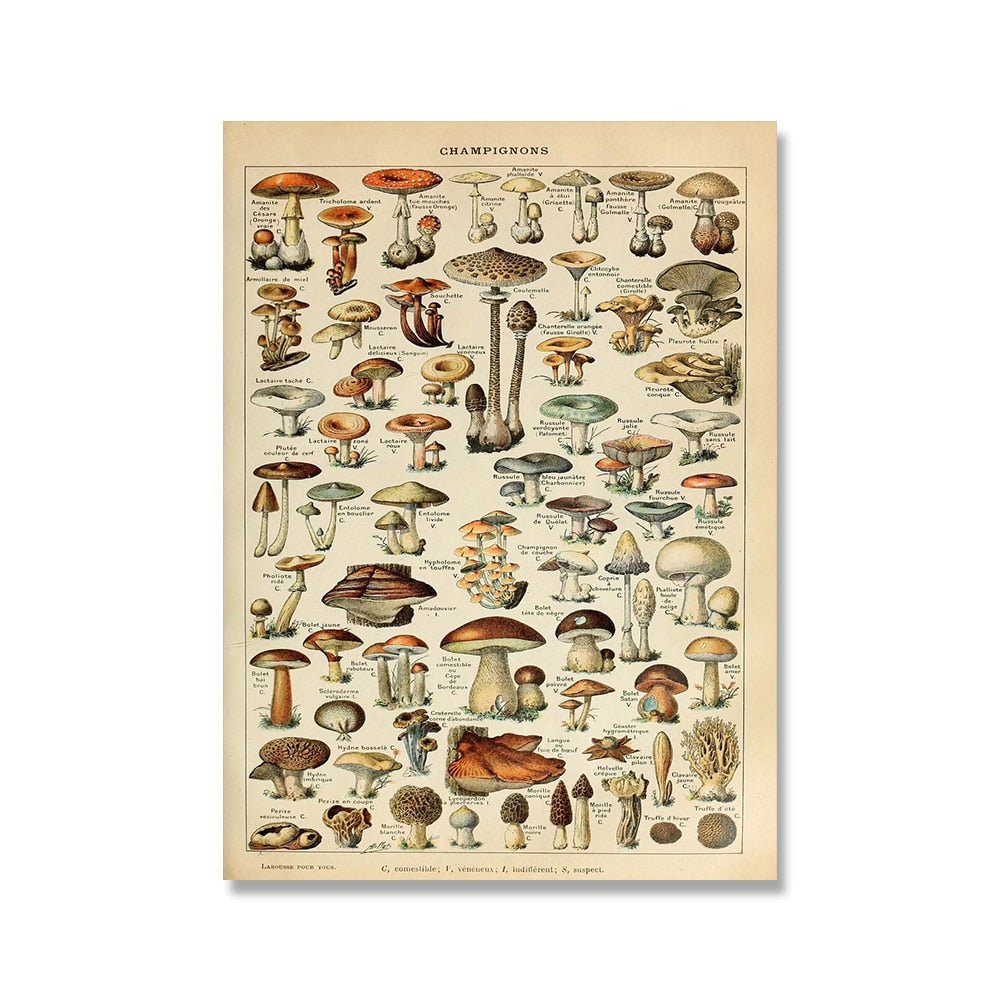 Hom & Ember – Vintage Botanical Prints Collection - Hom & Ember