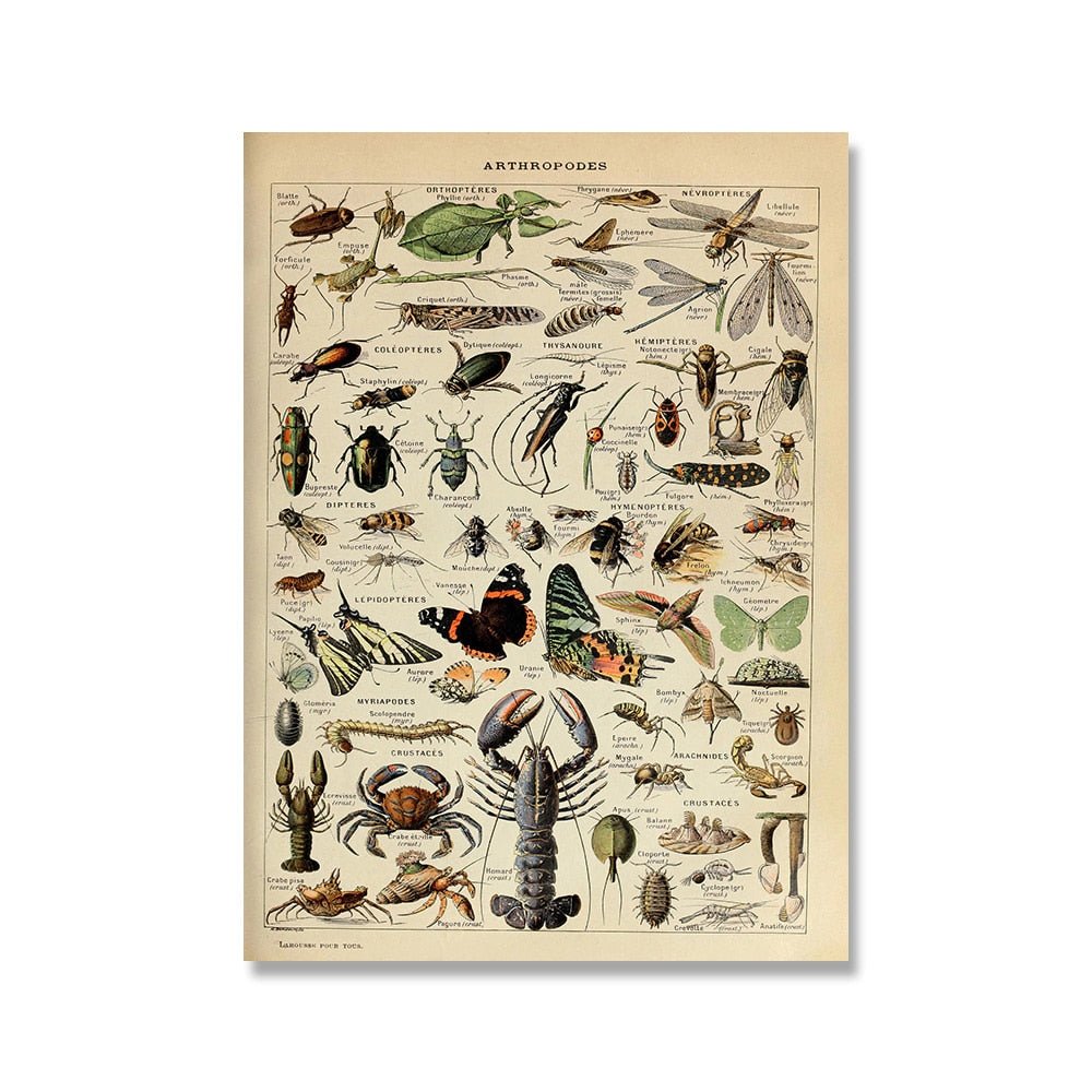 Hom & Ember – Vintage Botanical Prints Collection - Hom & Ember