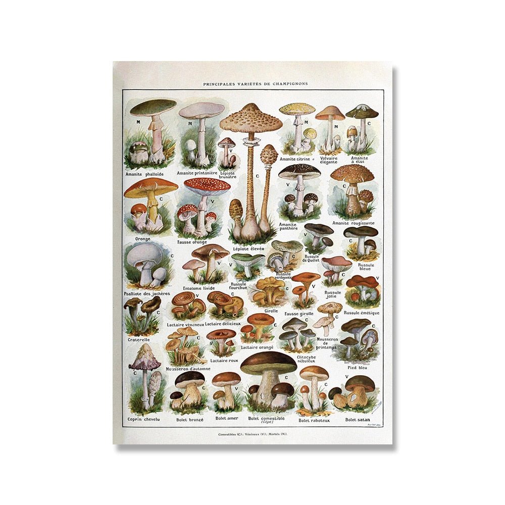 Hom & Ember – Vintage Botanical Prints Collection - Hom & Ember